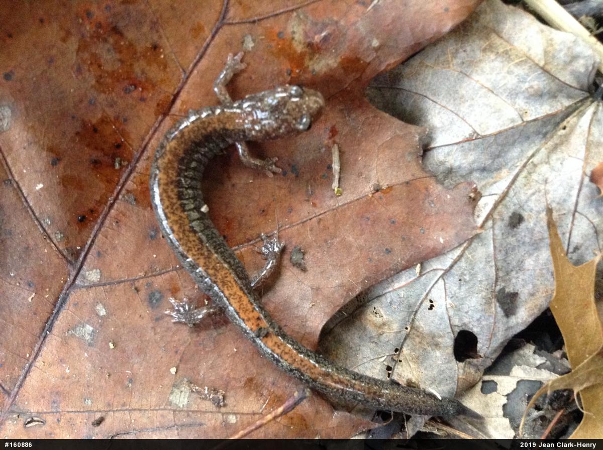 Eastern Red-backed  Salamander