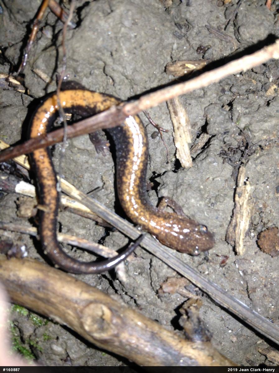 Eastern Red-backed  Salamander