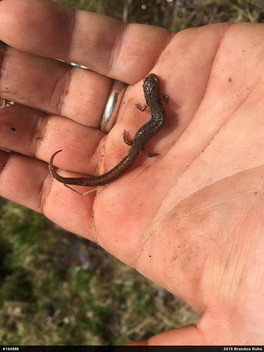 Four-toed Salamander