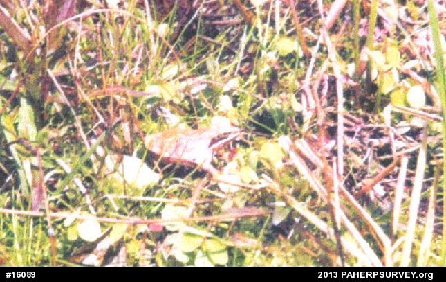 Wood Frog