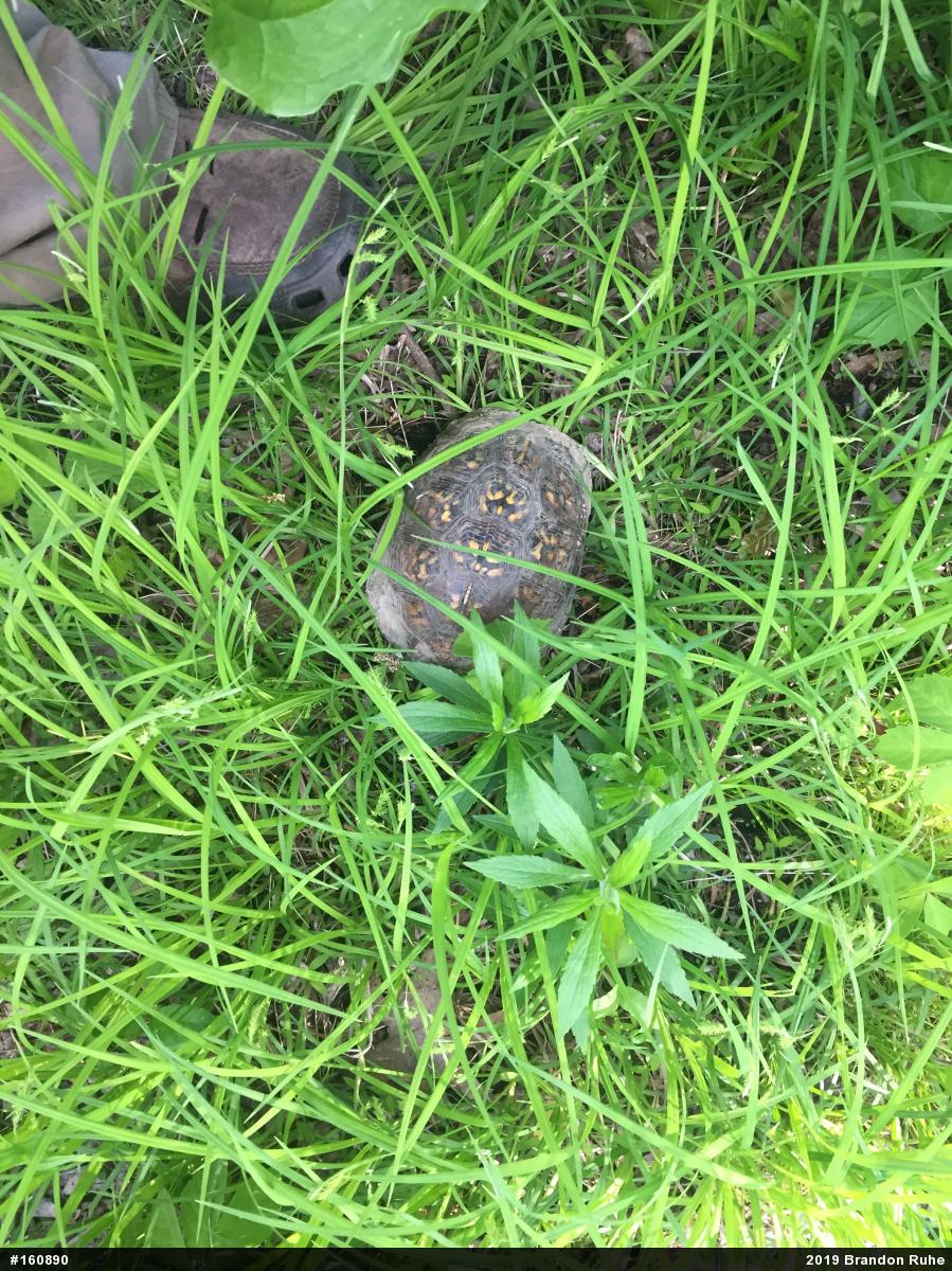 Eastern Box Turtle