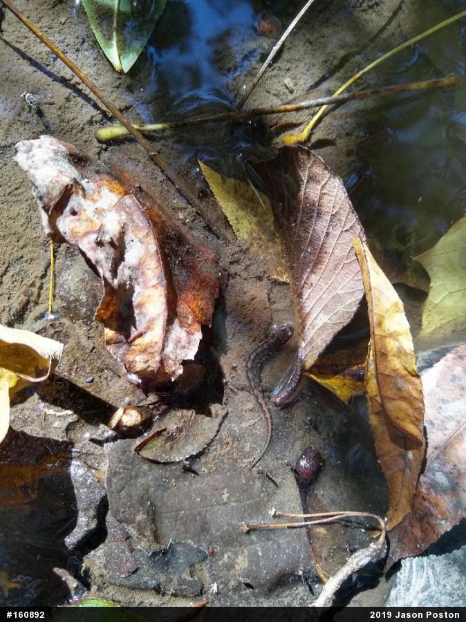 Northern Dusky Salamander