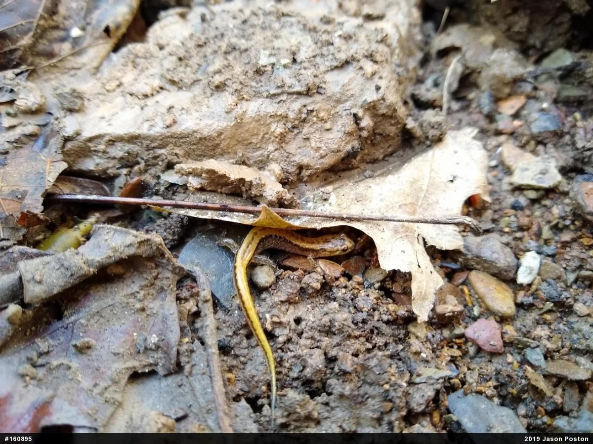 Allegheny Mountain Dusky Salamander