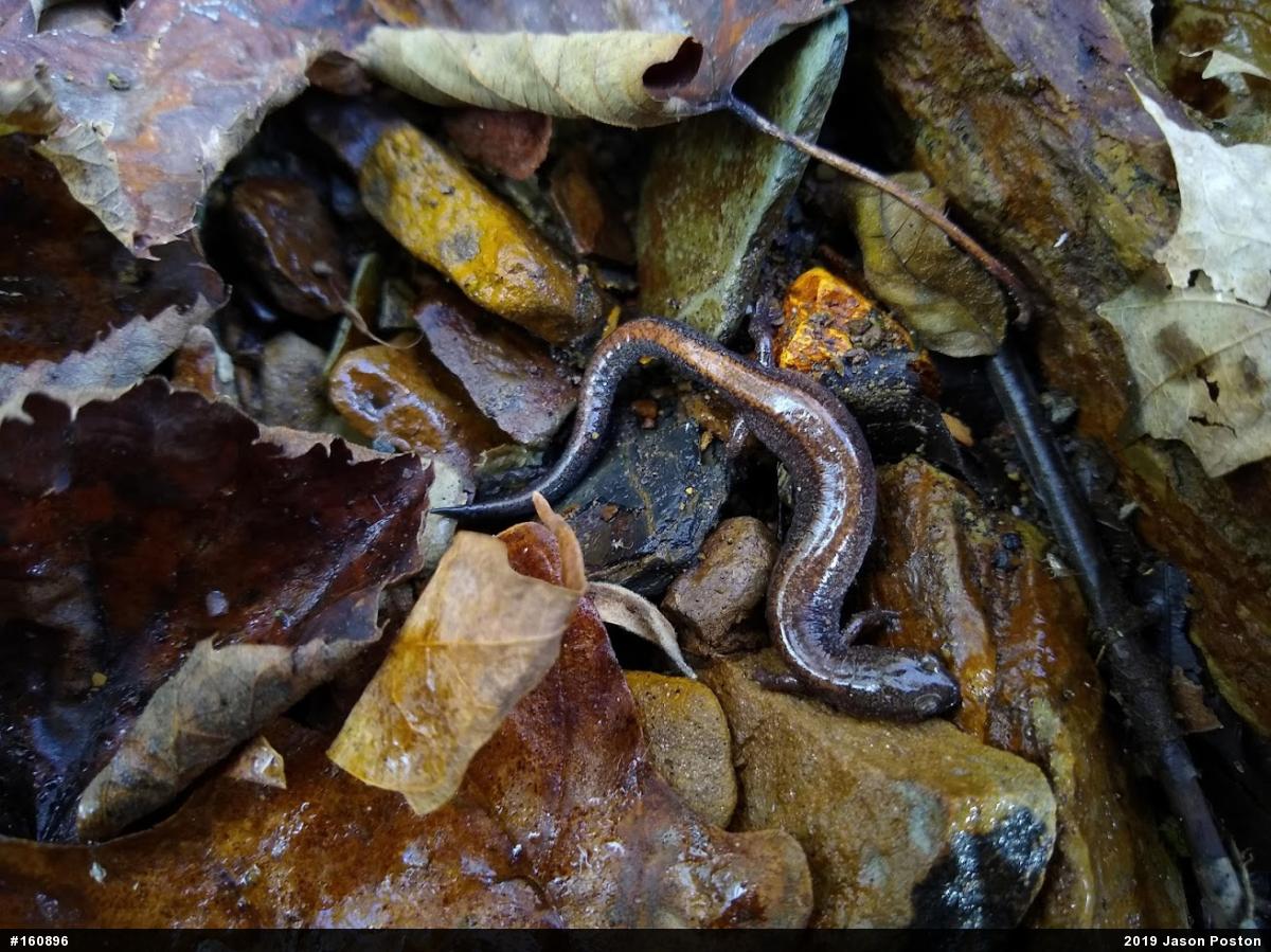Eastern Red-backed  Salamander