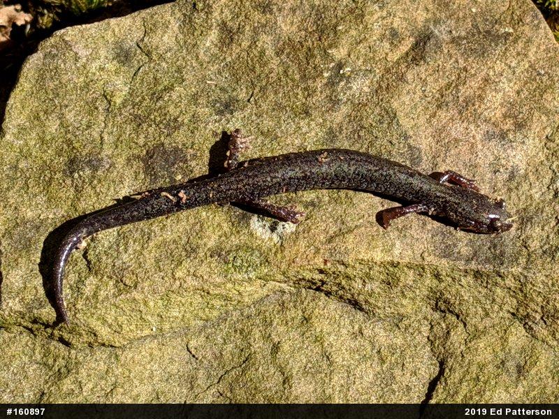 Valley And Ridge Salamander