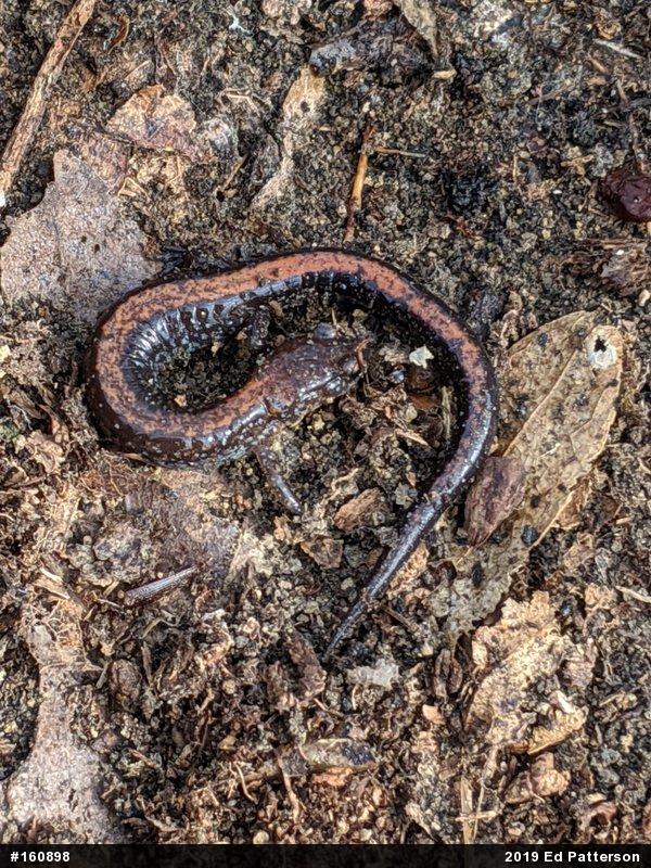 Eastern Red-backed  Salamander