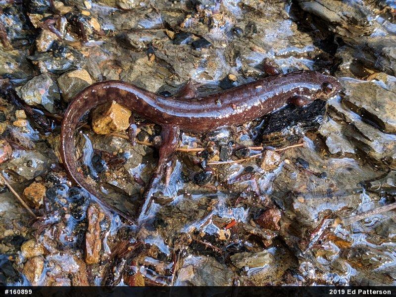 Seal Salamander