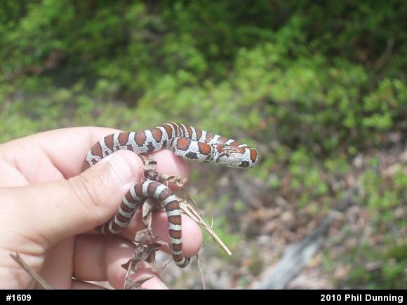 Eastern Milksnake