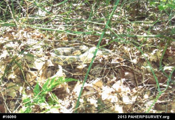 Timber Rattlesnake