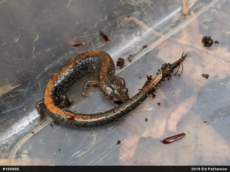 Eastern Red-backed  Salamander
