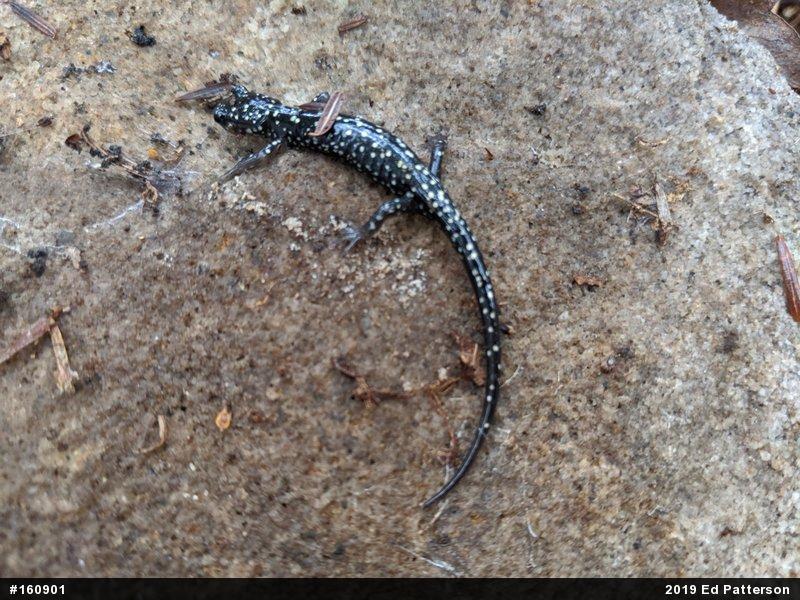 Northern Slimy Salamander
