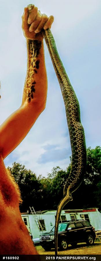 Eastern Gartersnake