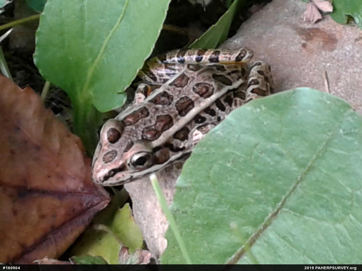 Pickerel Frog
