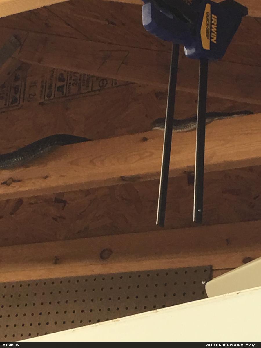 Eastern Ratsnake