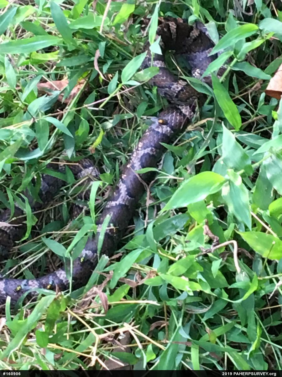 Eastern Milksnake