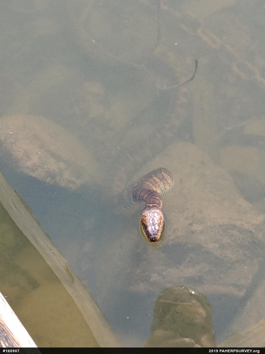 Northern Watersnake
