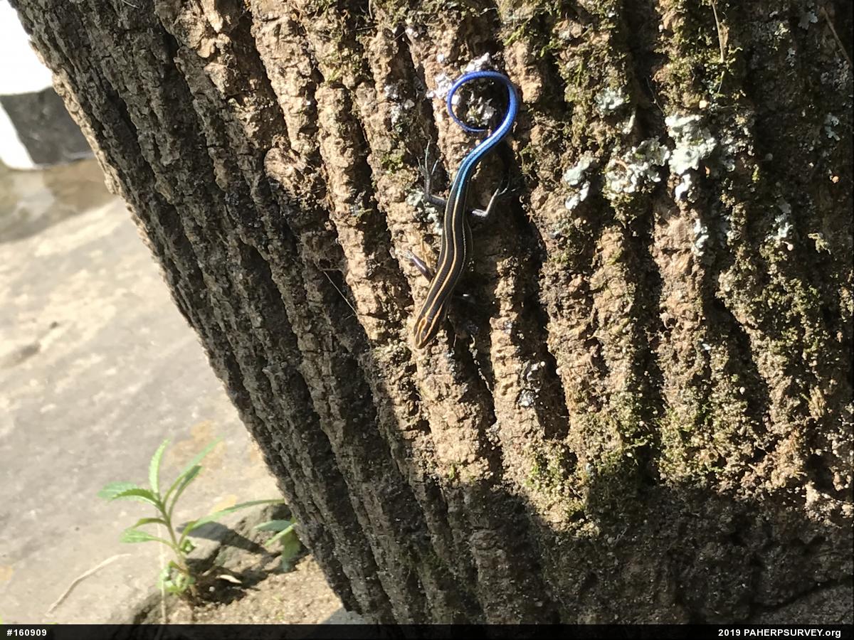 Common Five-lined Skink