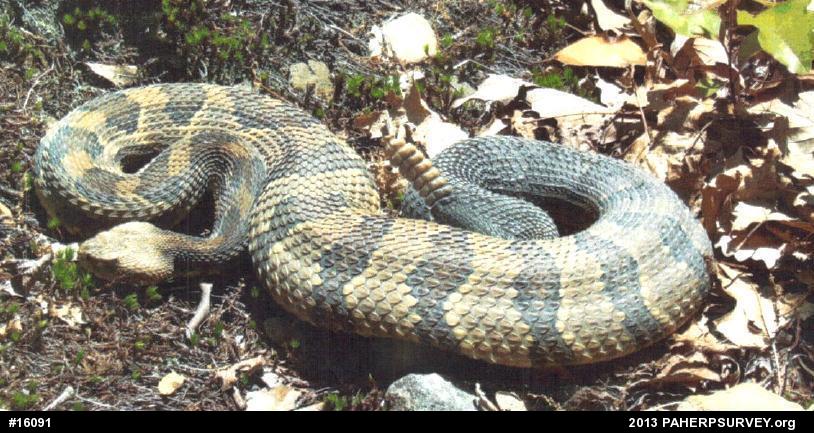 Timber Rattlesnake
