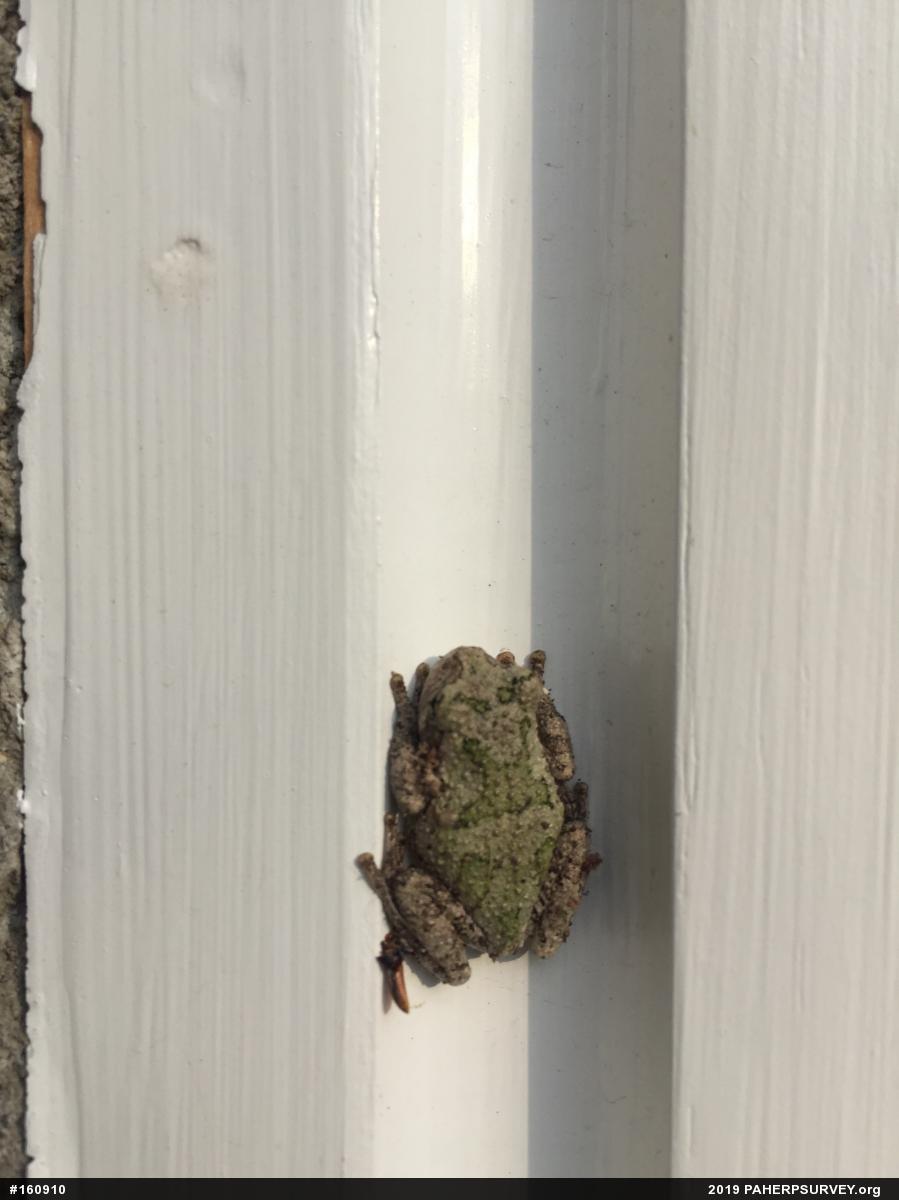 Unknown Gray Treefrog
