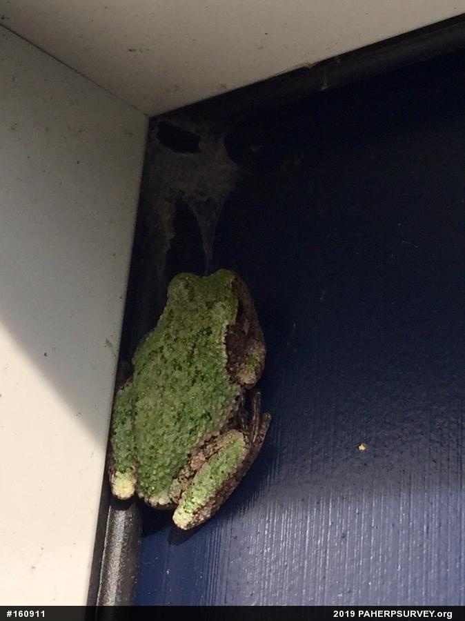 Unknown Gray Treefrog