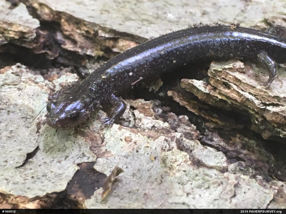 Northern Ravine Salamander