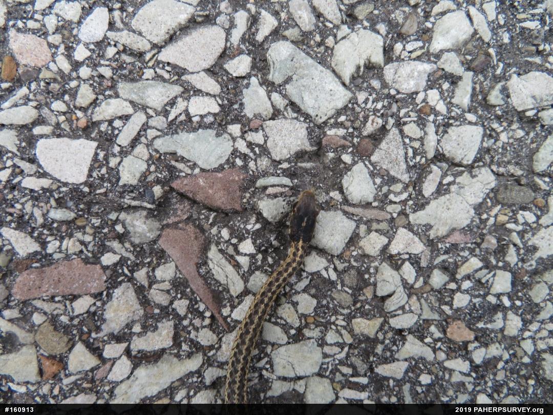 Eastern Gartersnake