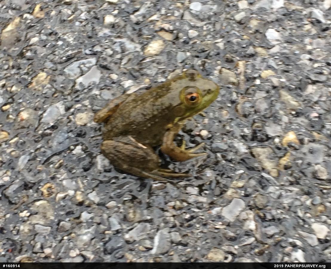 American Bullfrog