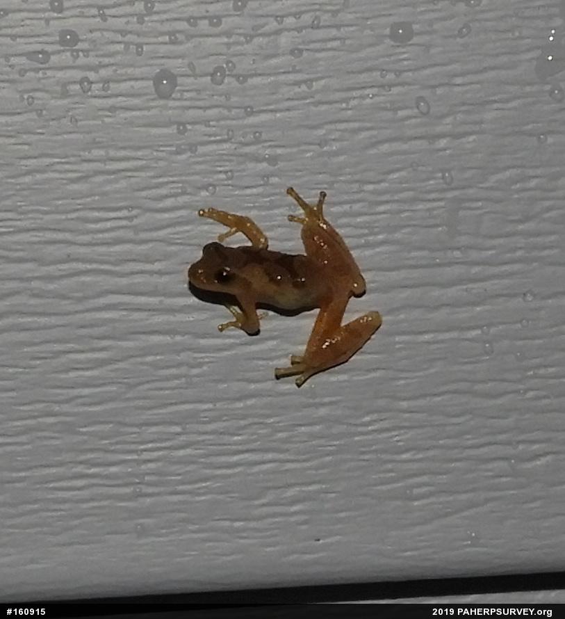 Spring Peeper