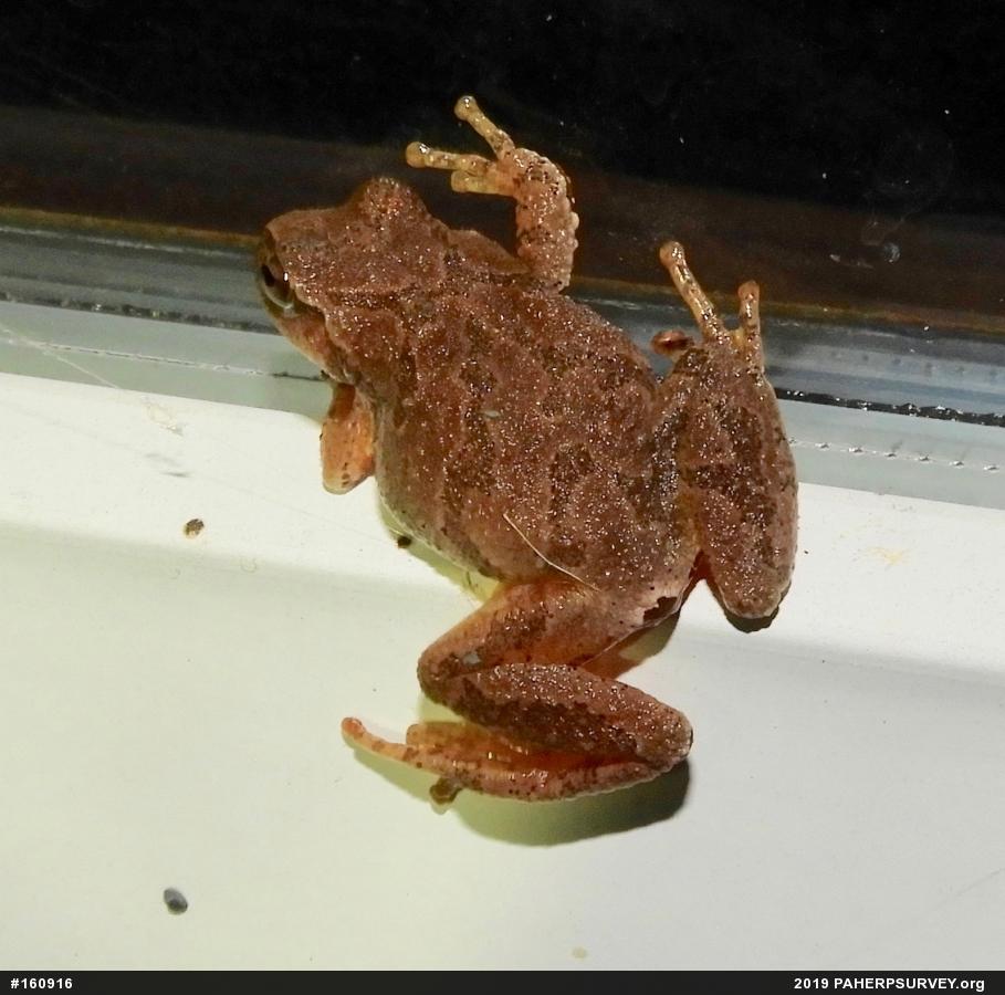Spring Peeper