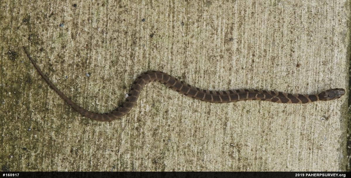 Northern Watersnake