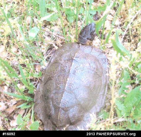 Wood Turtle
