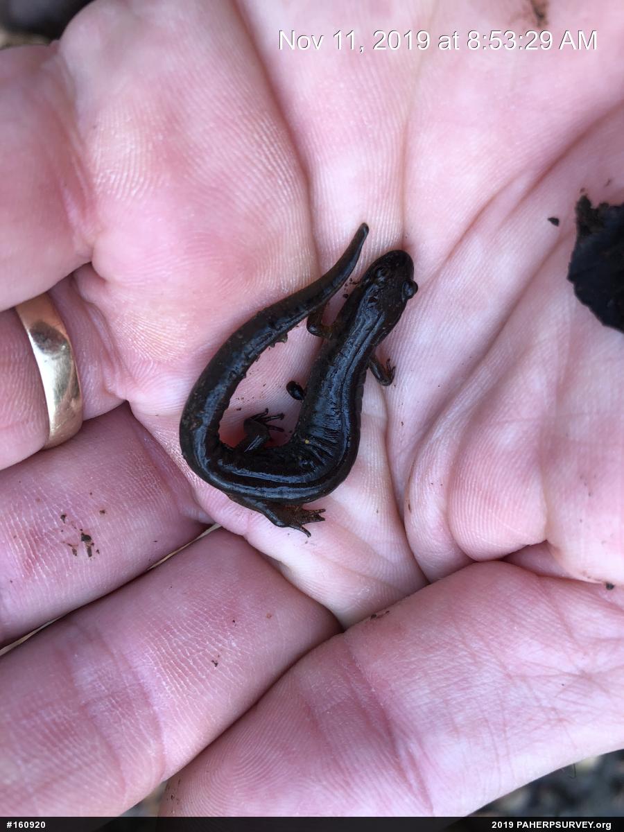 Northern Dusky Salamander