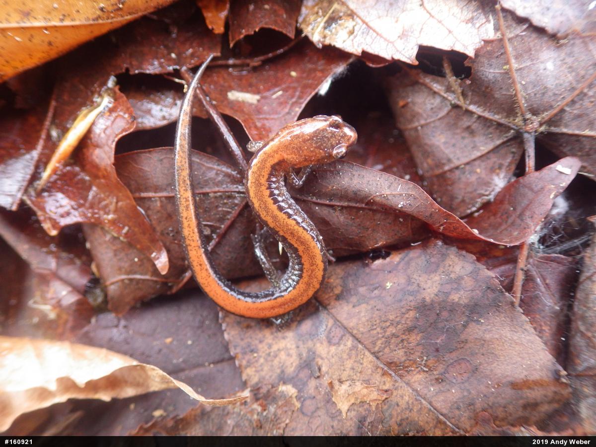 Eastern Red-backed  Salamander