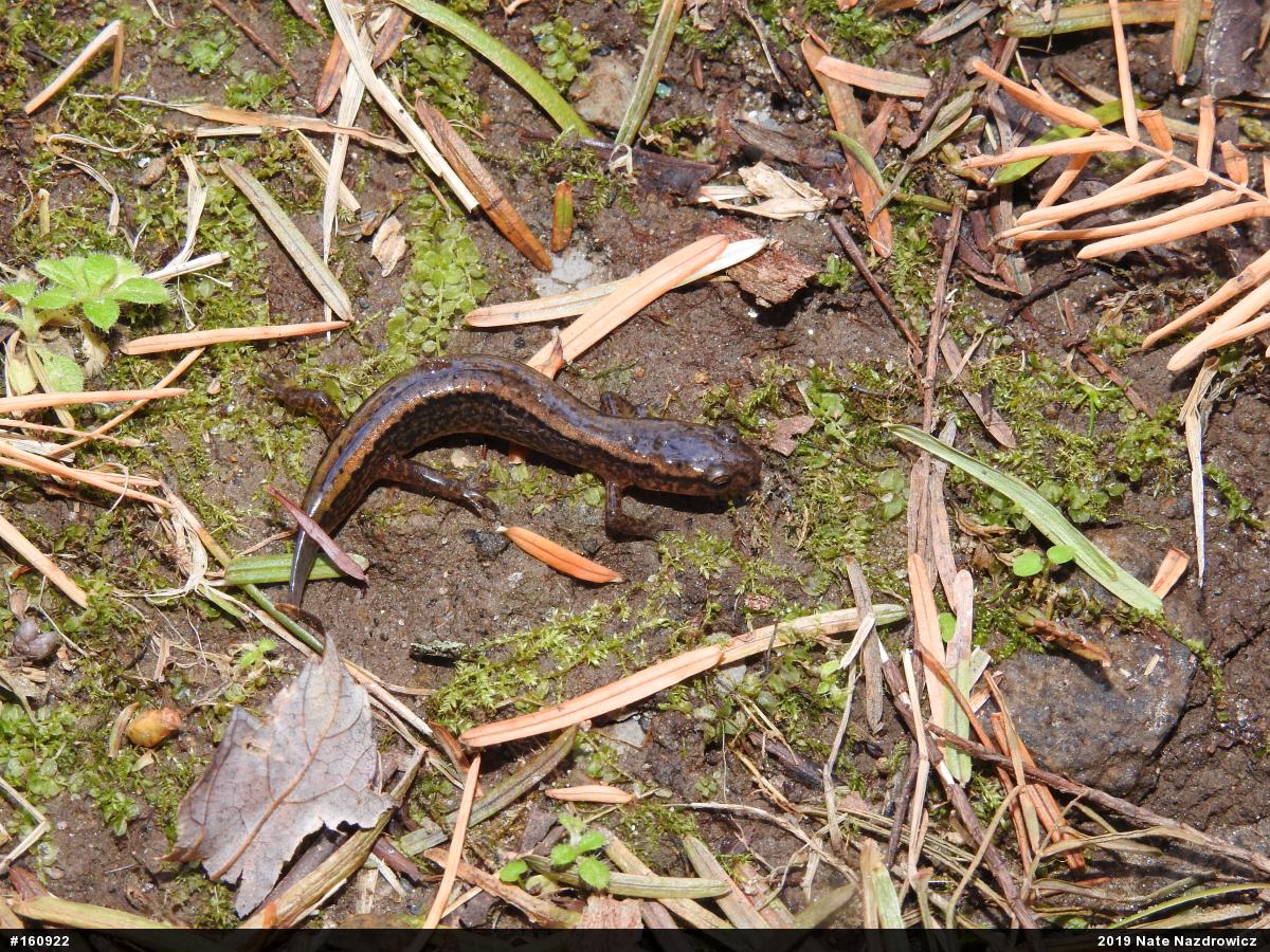 Northern Two-lined Salamander