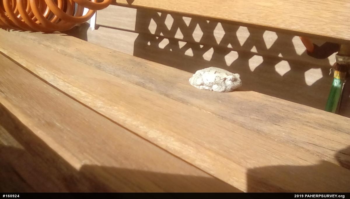 Unknown Gray Treefrog