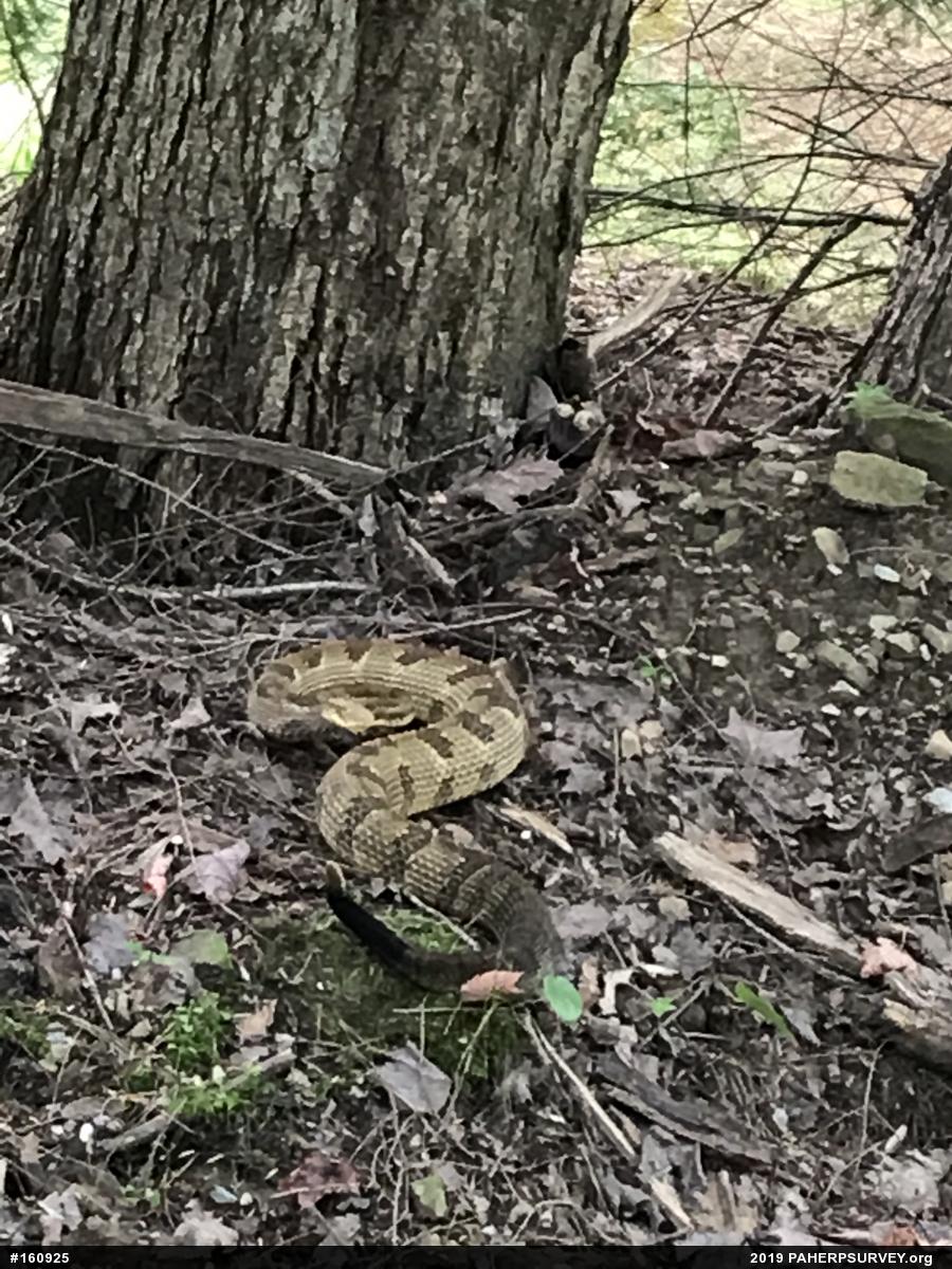 Timber Rattlesnake