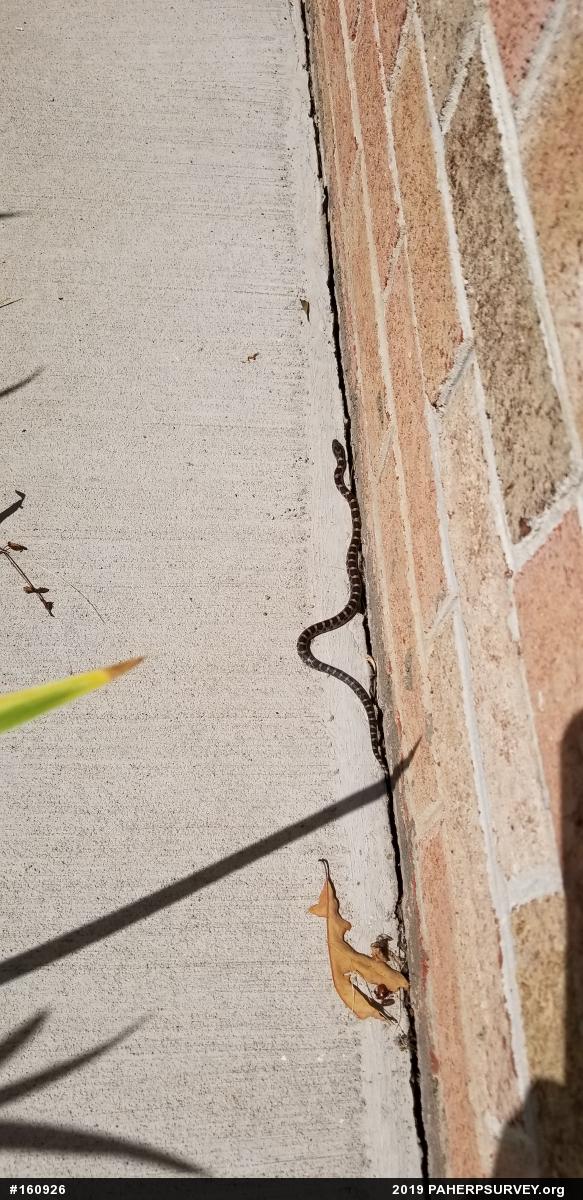 Eastern Milksnake