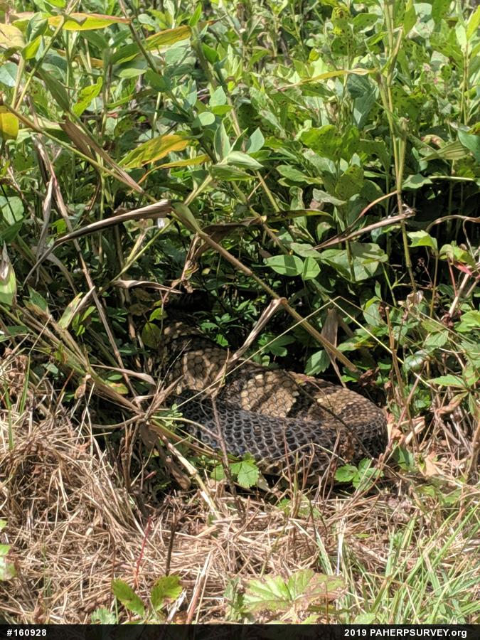 Timber Rattlesnake