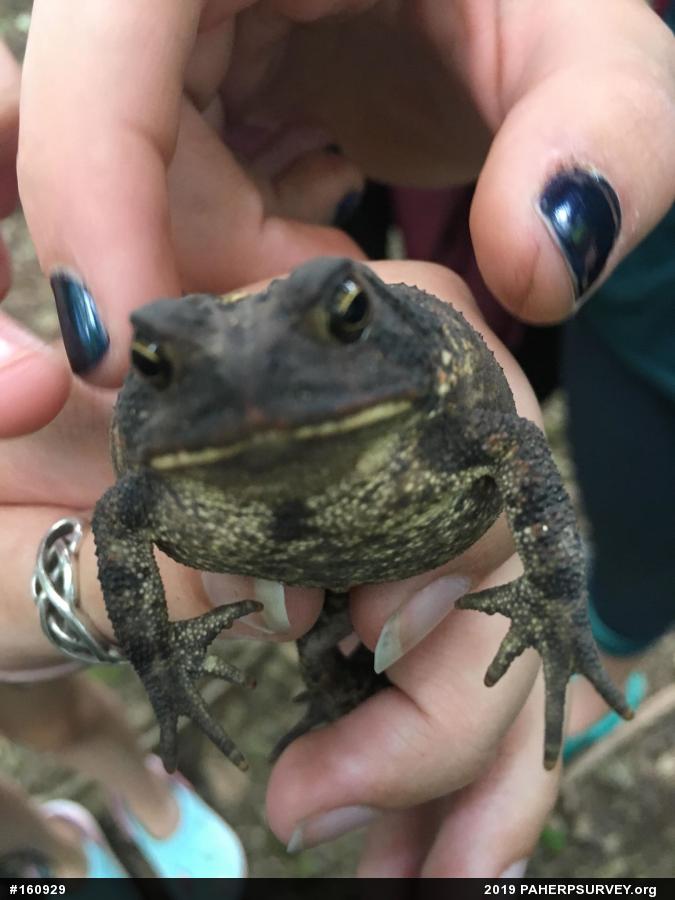 Eastern American Toad