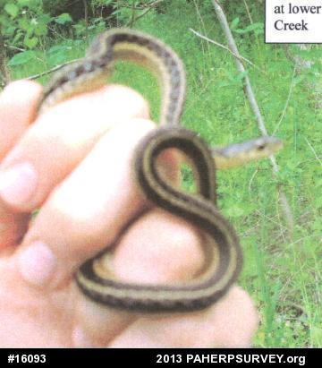Eastern Gartersnake