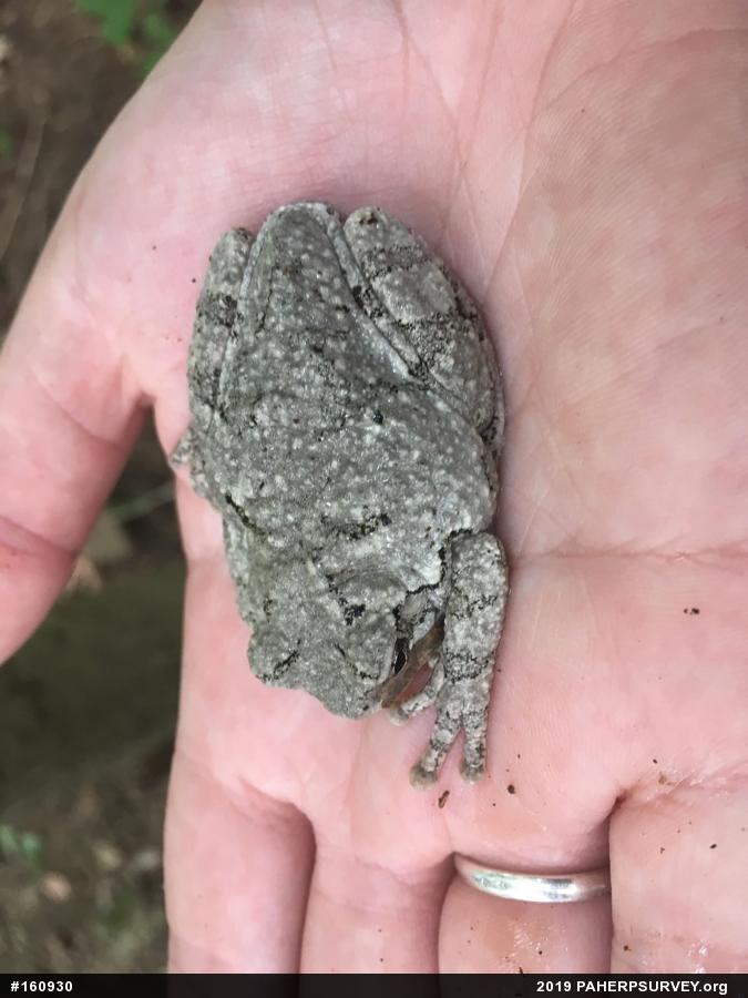 Unknown Gray Treefrog