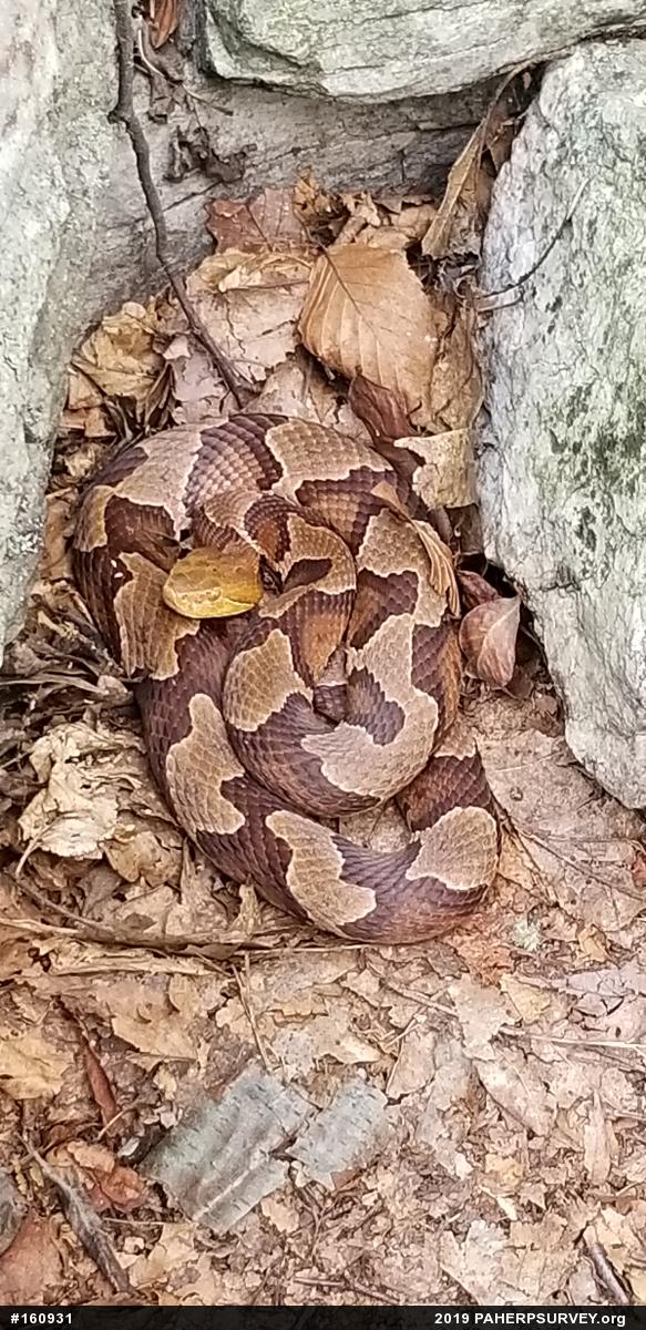 Northern Copperhead