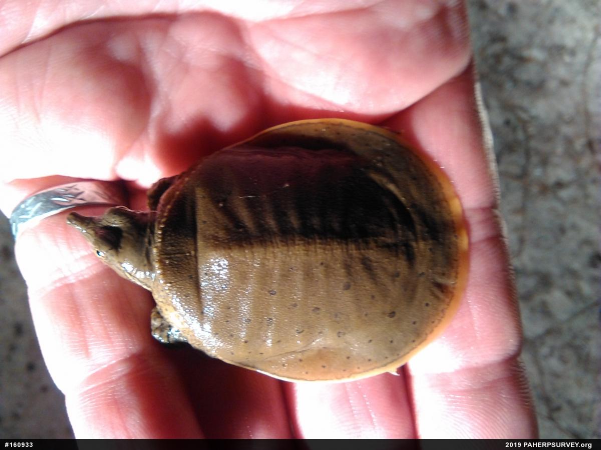 Eastern Spiny Softshell