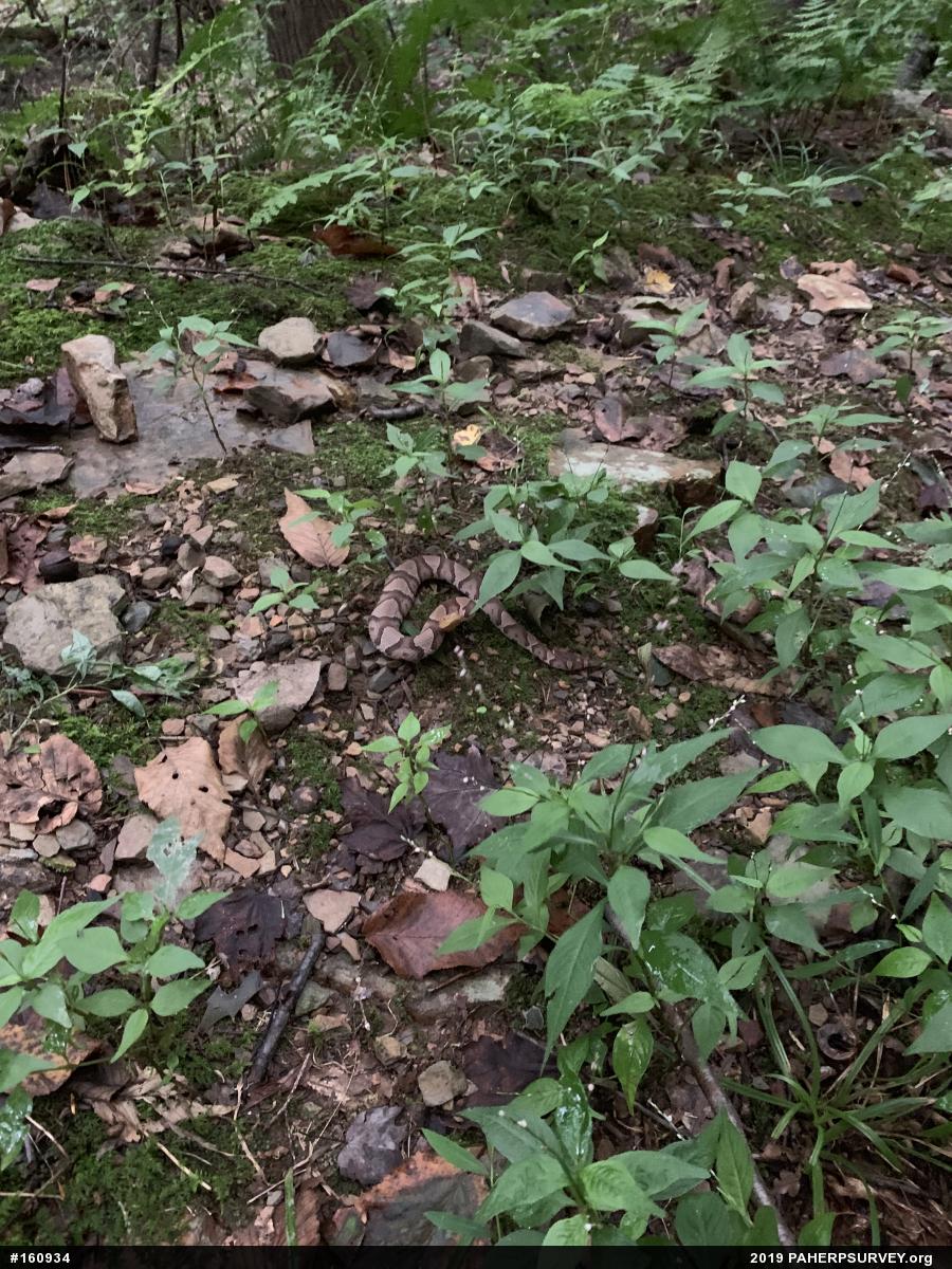 Northern Copperhead