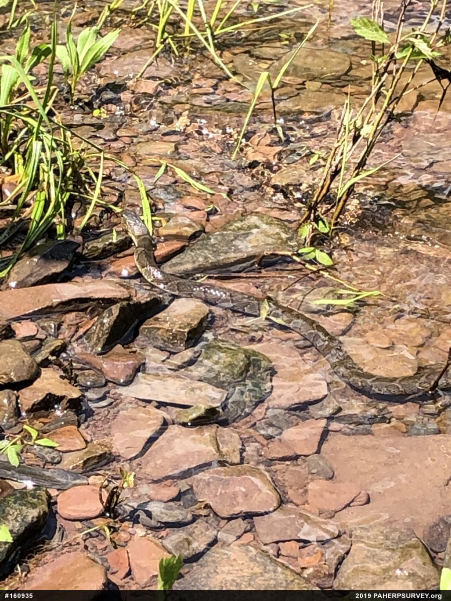 Northern Watersnake
