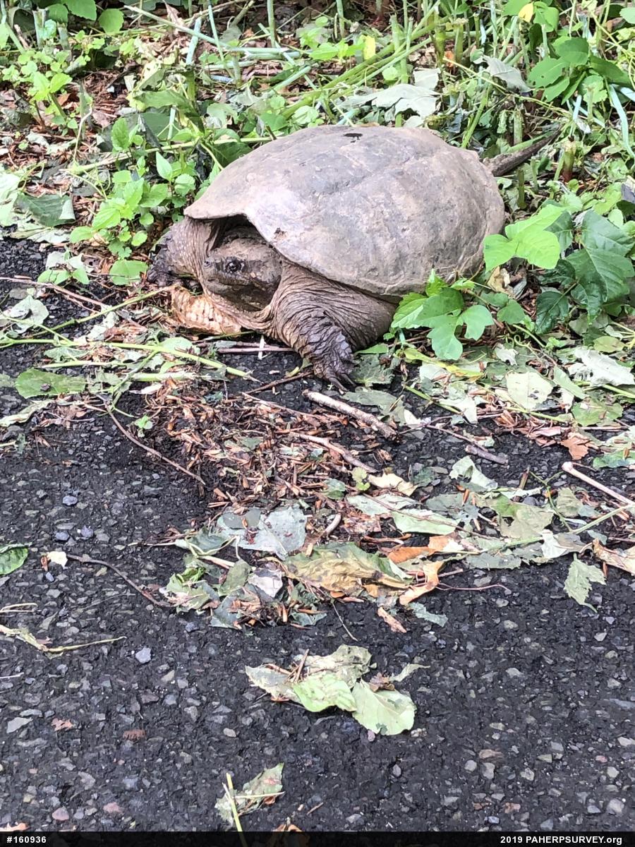 Snapping Turtle