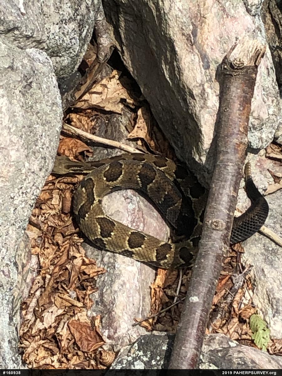 Timber Rattlesnake