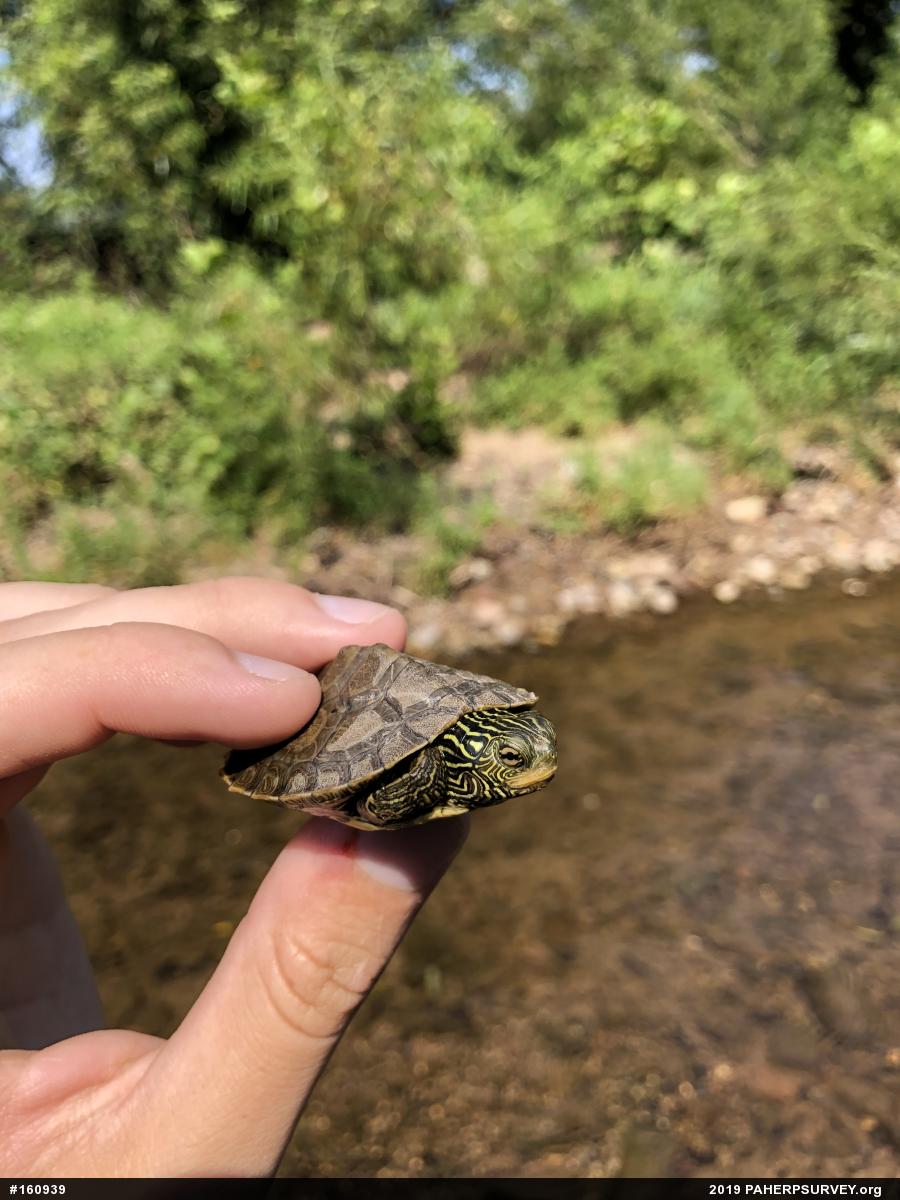 Northern Map Turtle