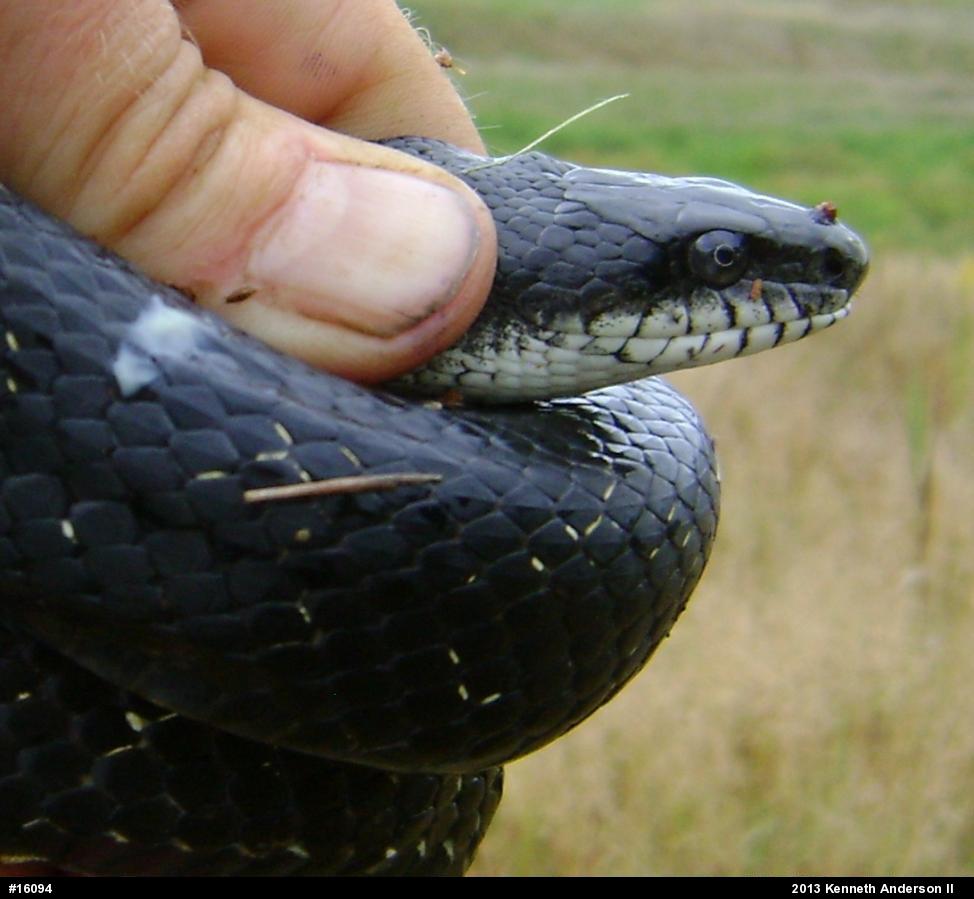 Eastern Ratsnake