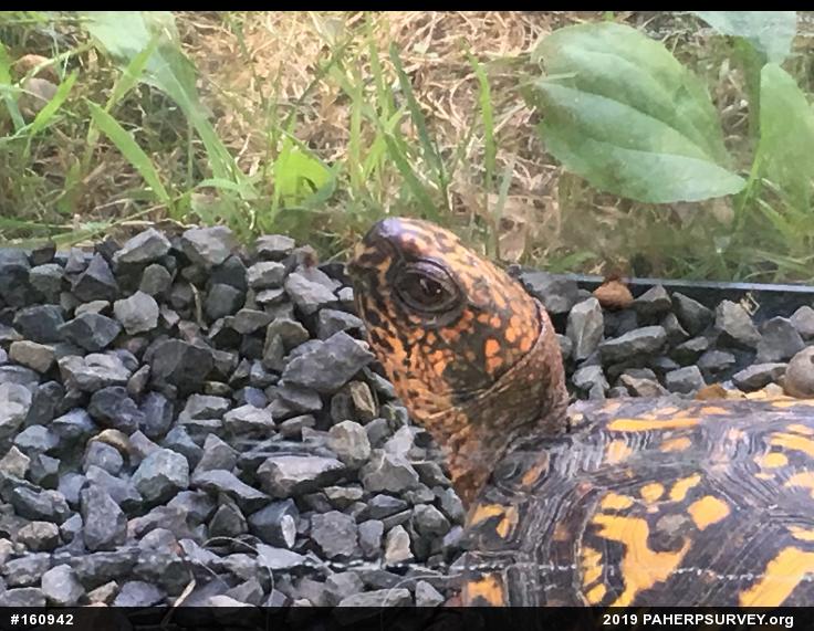 Eastern Box Turtle